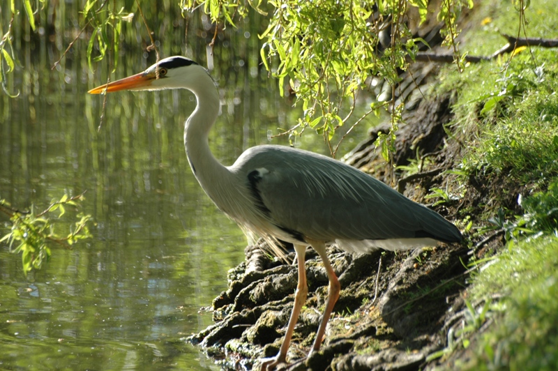 Grey Heron at Lake Stadium