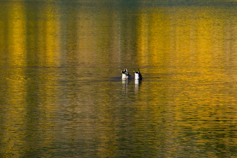 Ducks dive in Maroon Lake