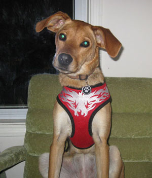 Snazzy new harness!