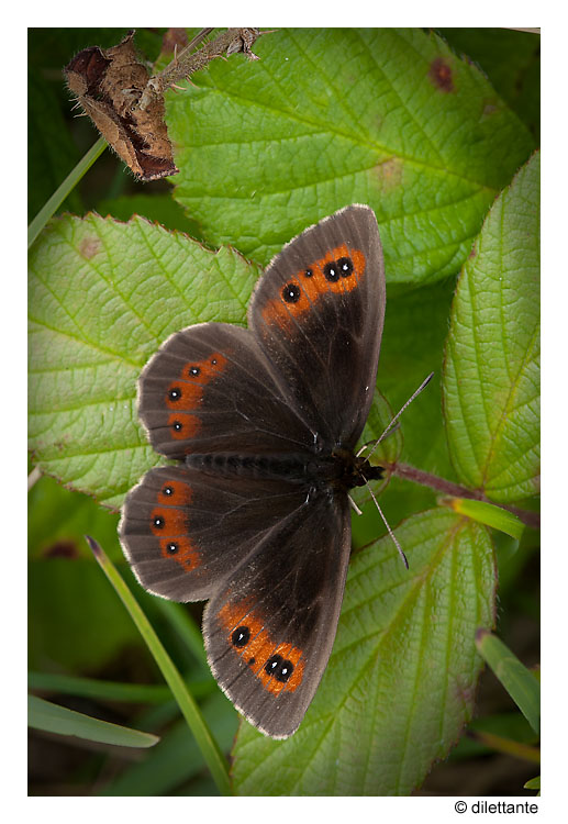 Scotch Argus (m, ups)