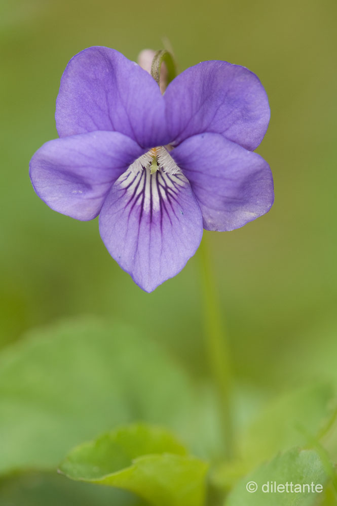 Violet