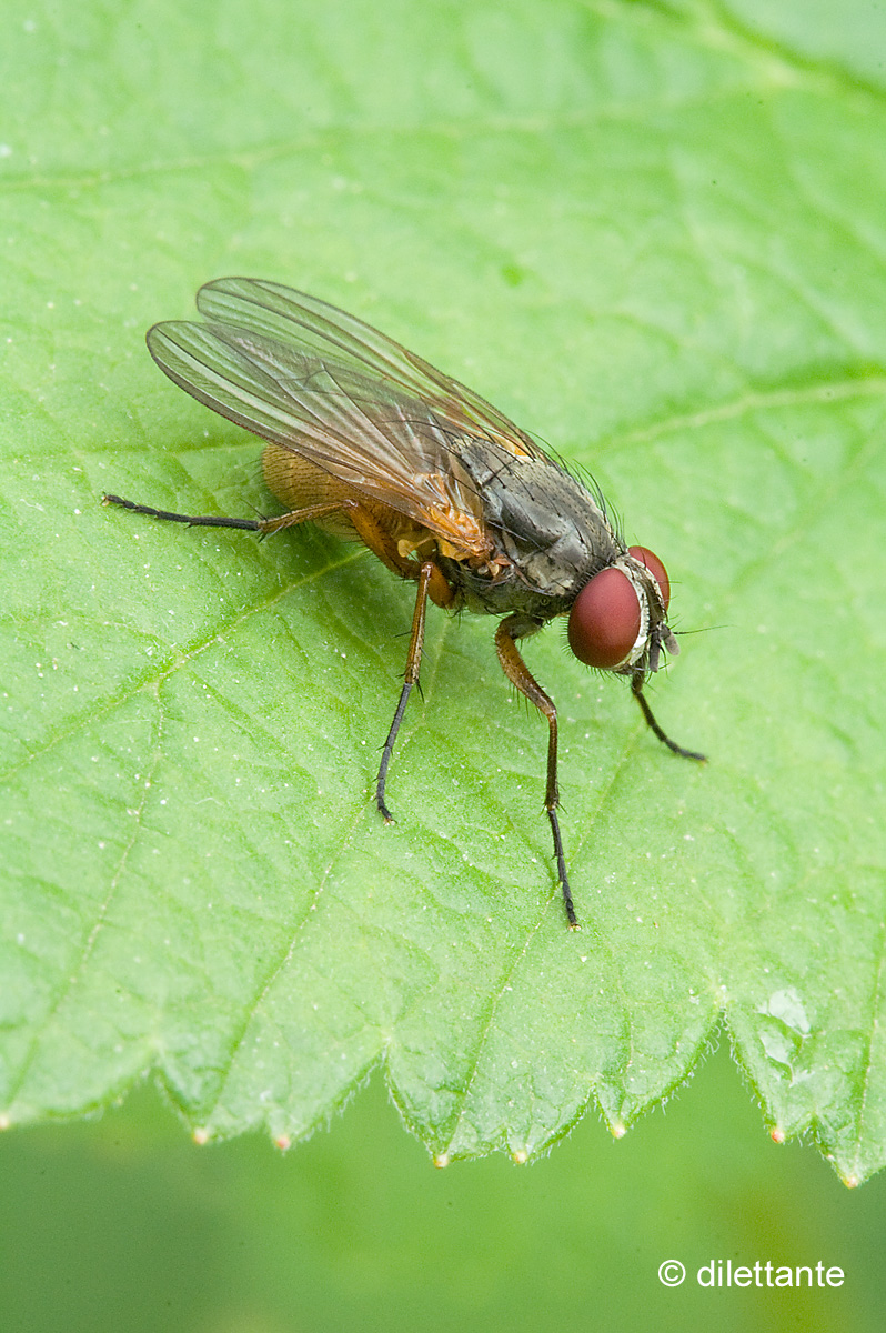 Fly On Ribes Leaf