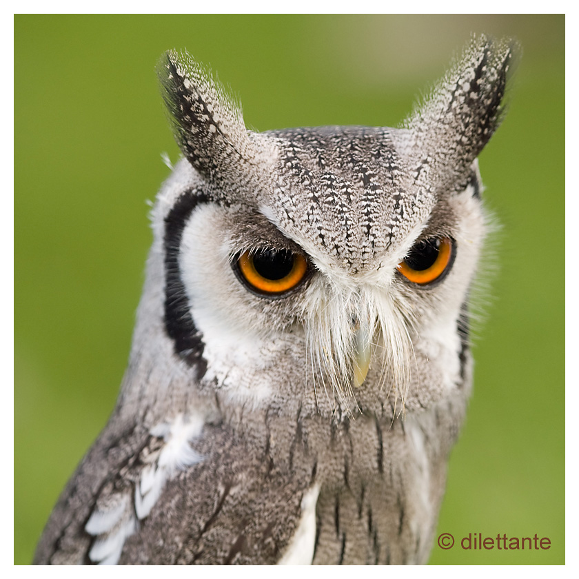 White-Faced Scops Owl