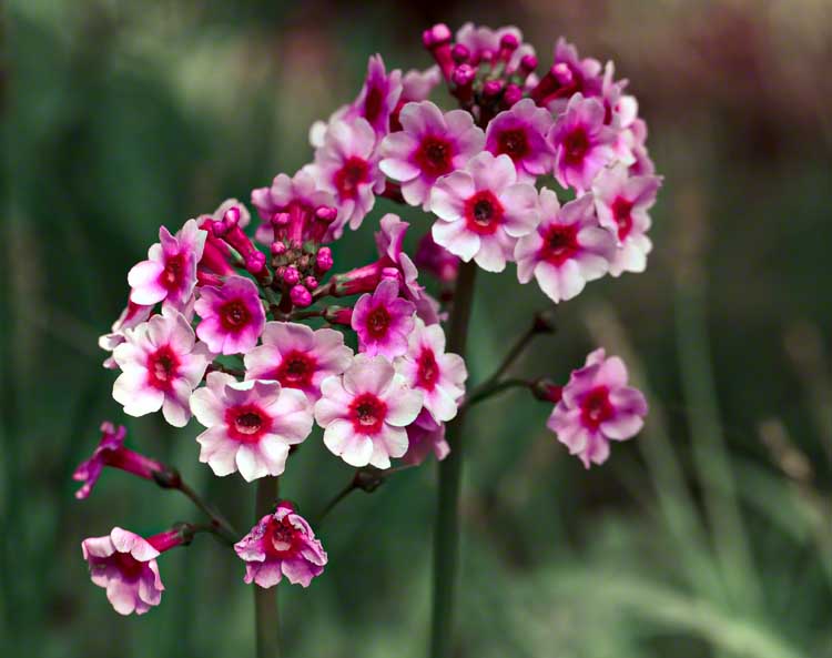 Flowers in the Park