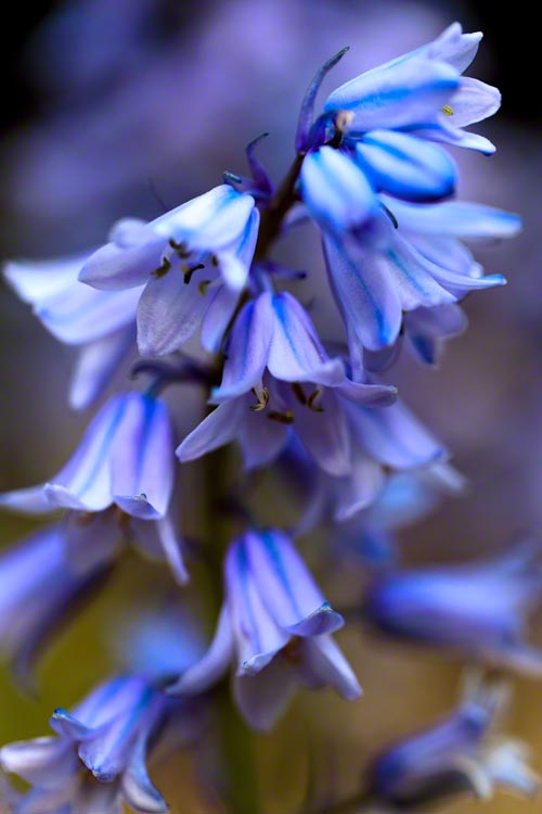 Blue Bells #2