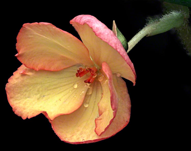 Flower Yellow #1