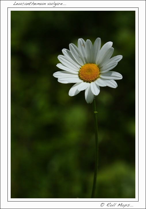 Leucanthemun  vulgare...