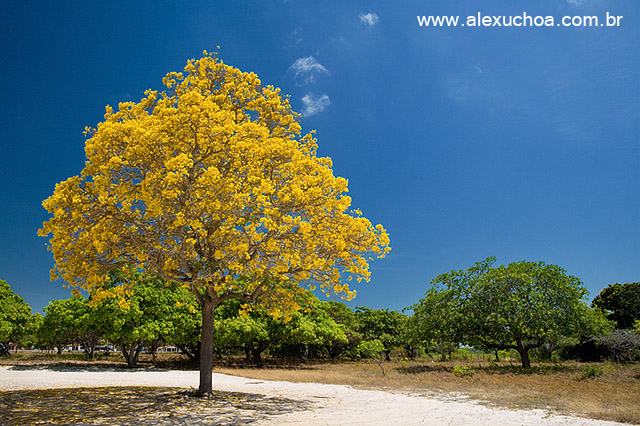 Ip Amarelo- Arvores Floridas- Beberibe_5015.jpg