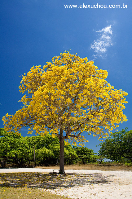 Ip Amarelo- Arvores Floridas- Beberibe_5021.jpg