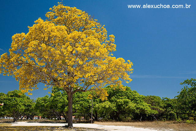 Ip Amarelo- Arvores Floridas- Beberibe_5027.jpg