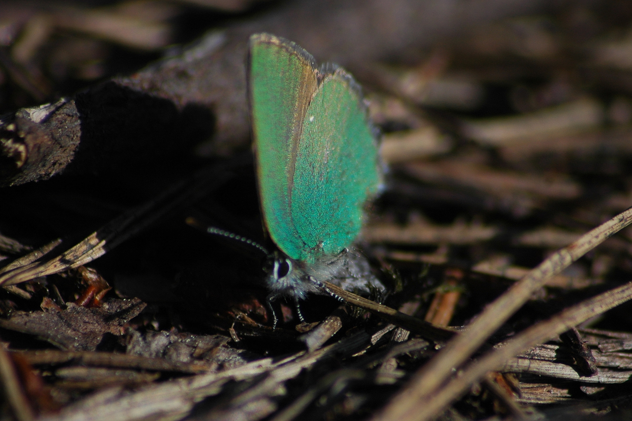 Callophrys rubi - Nordmarka, Norwegen