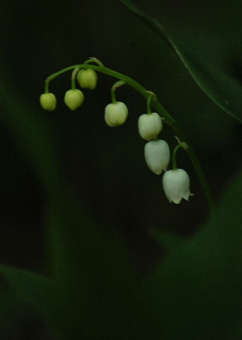 Maigloeckchen (Convallaria majalis) - Bluehend.JPG