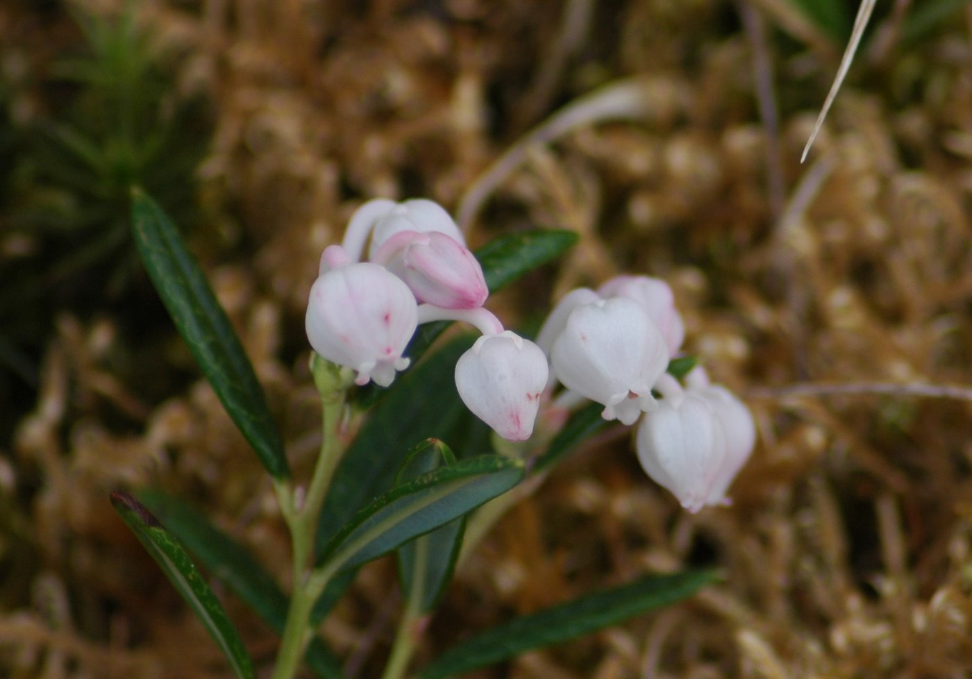 Rosmarinheide (Andromeda polifolia) - Bymarka, Norwegen