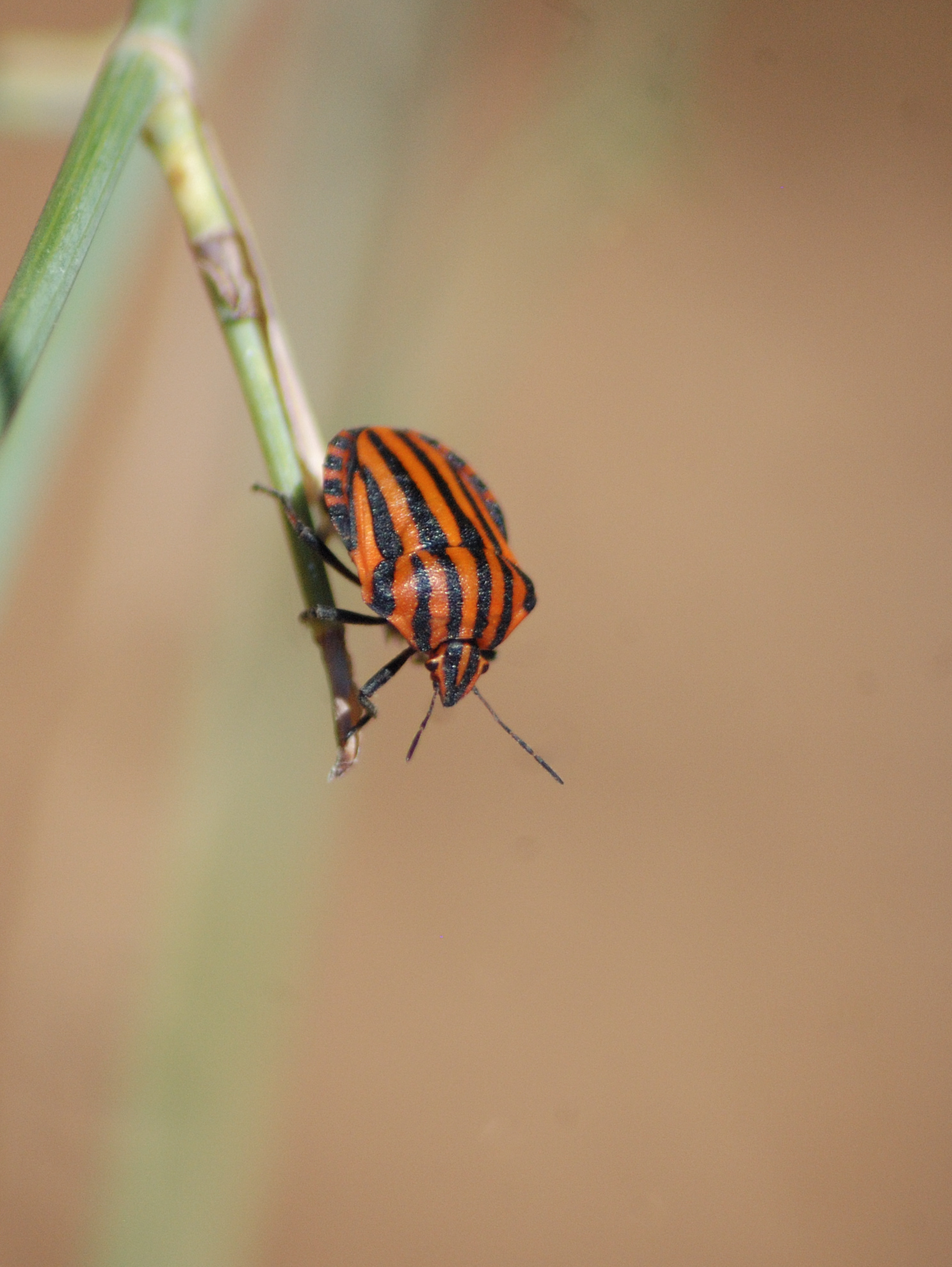 Graphosoma lineatum - Gambelas, Portugal
