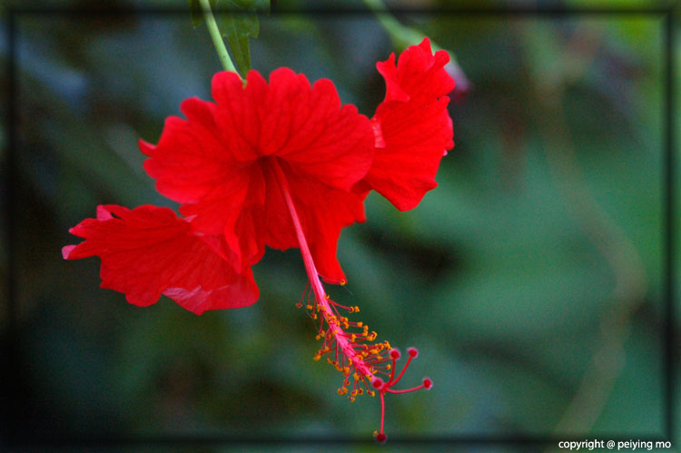 Single Red Hibiscus - it is all over the island