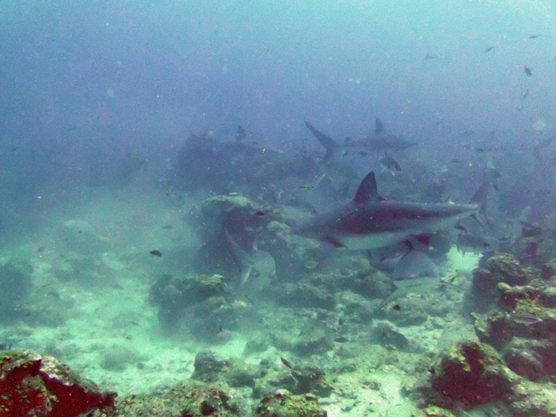 feeding frenzy