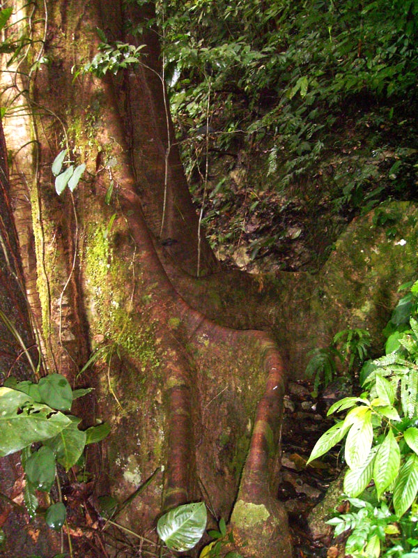 Trunk is large but in odd shape