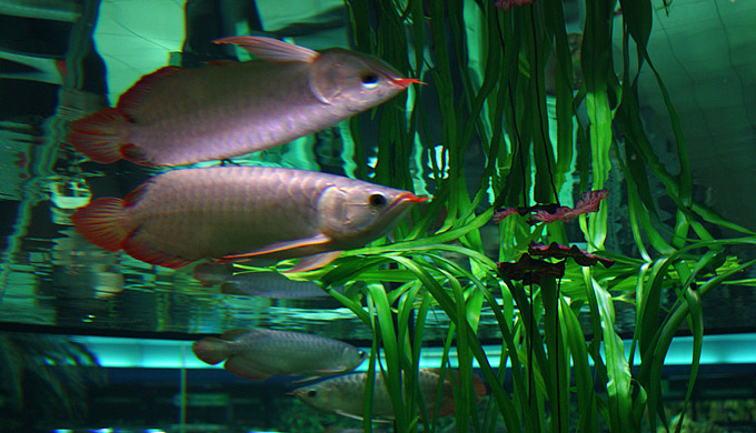 15.10.2009 Arowanas arrived today...more coming soon