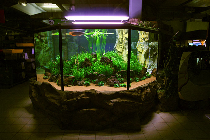 10.000 Liter Arowana tank by Oliver Knott