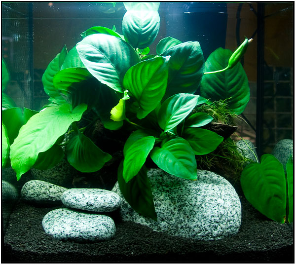 Tetra AquaArt 30 Liter Crays