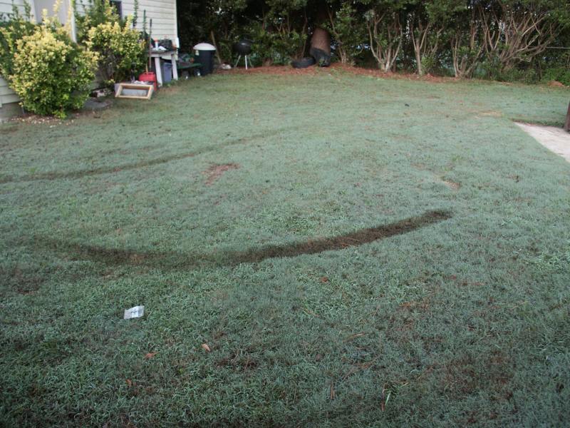 yard3.JPG