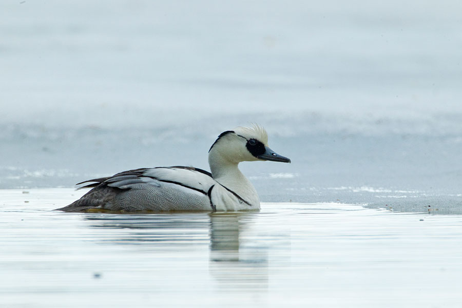 goose goose duck otto goose goose duck otto