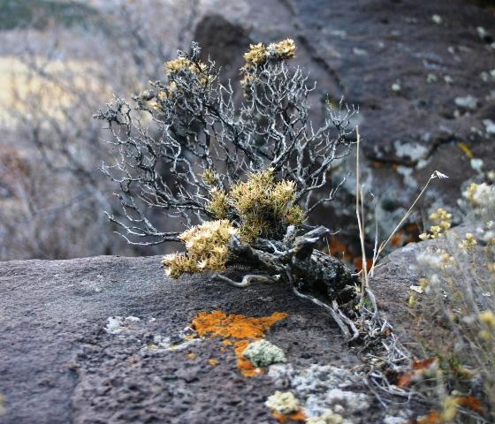 Wavy Branches