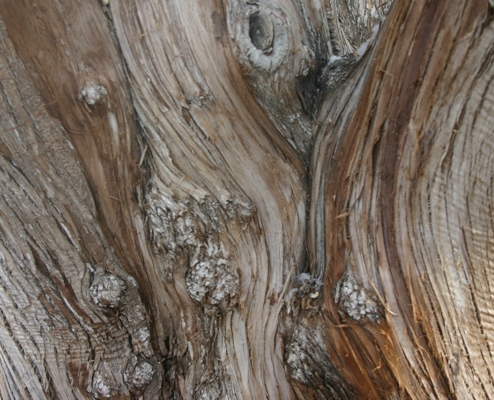 Russian Olive Bark