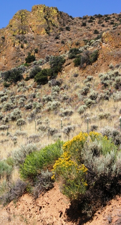 Rock n Rabbitbrush