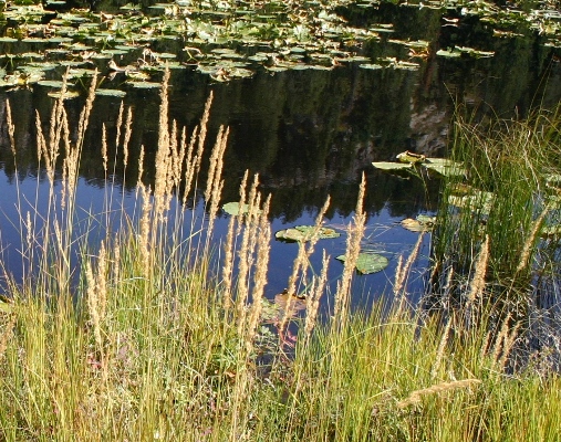 Pond Lilies and Grasses