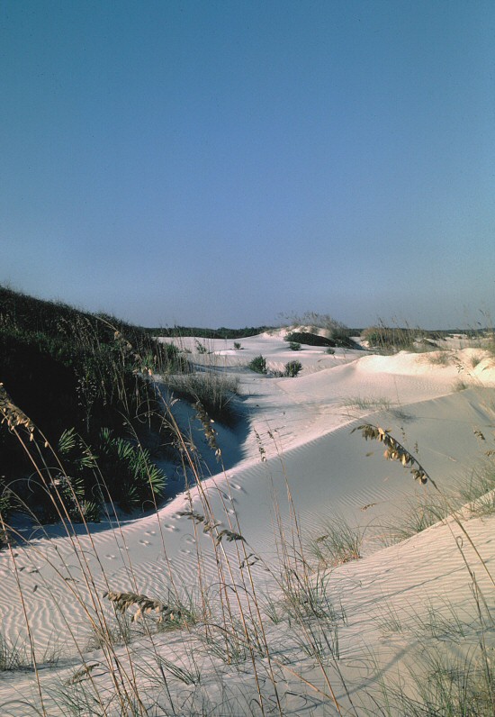 Cumberland Island