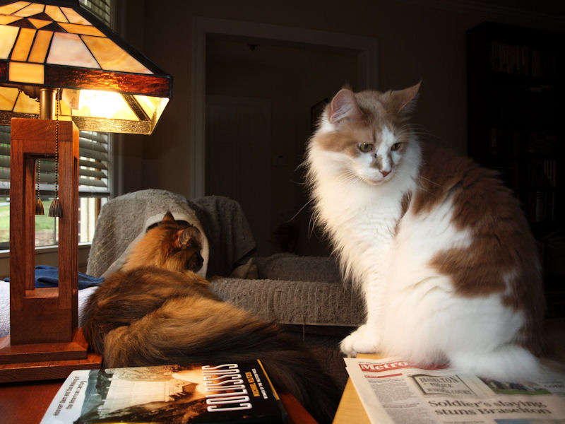 What do you mean my tail is in the way of your newspaper?
