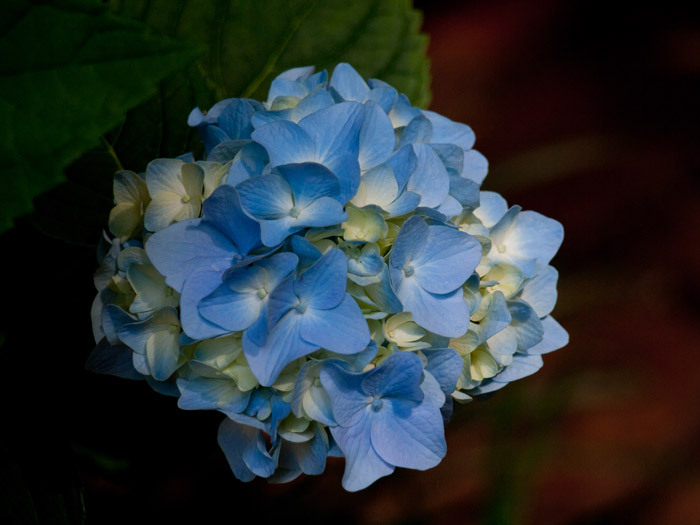 Hydrangea