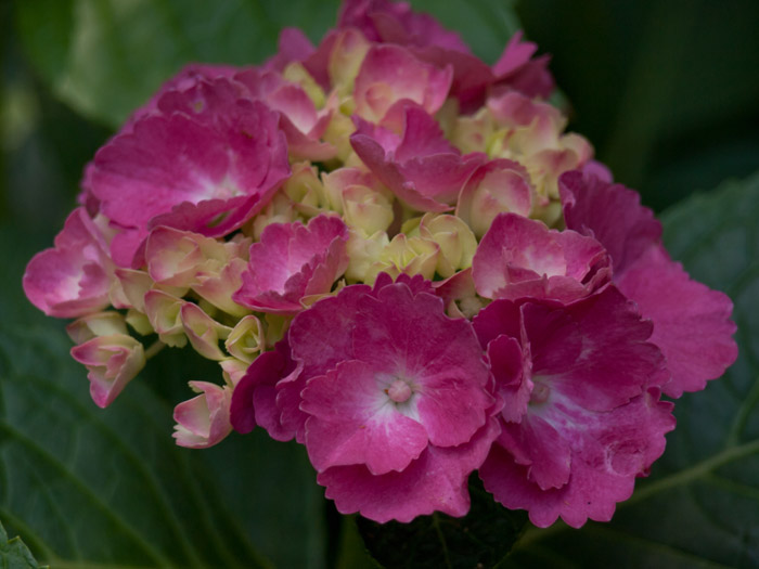 Red Hydrangea