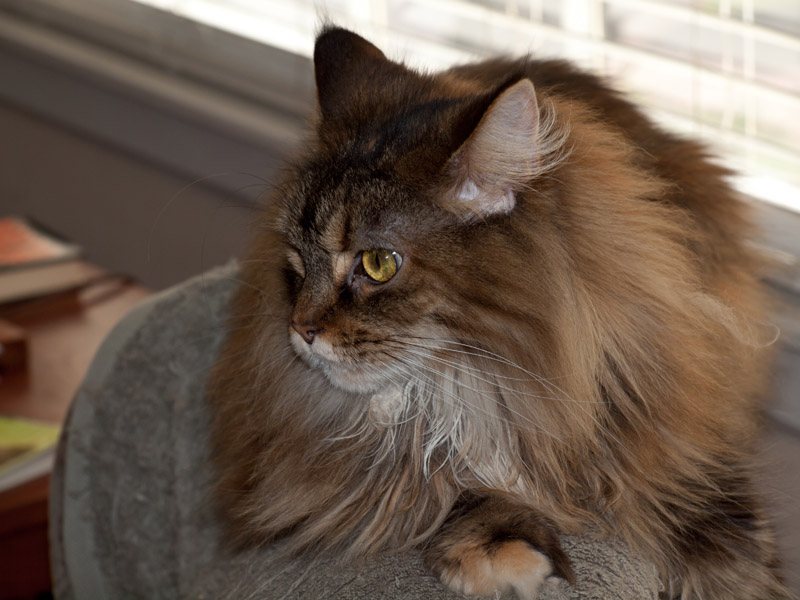 Enya by the window
