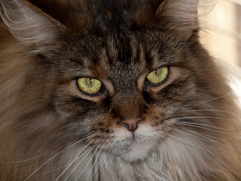 In Close-up