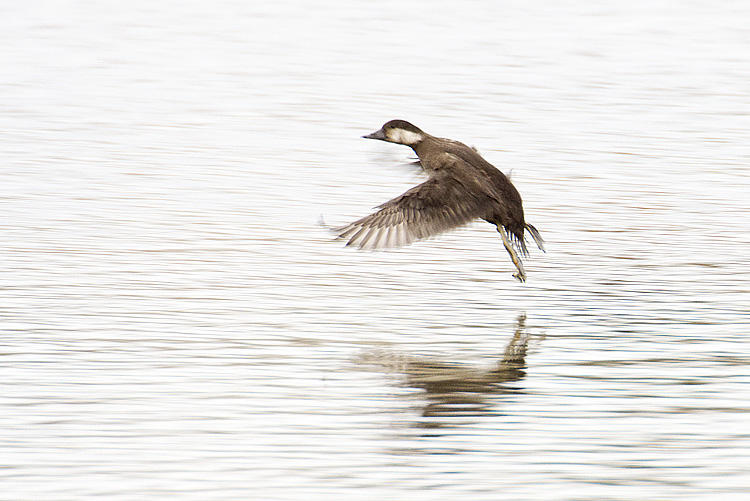 black scoter 110208_MG_8074