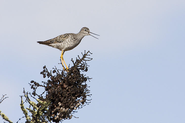 greater yellowlegs 050809IMG_3261