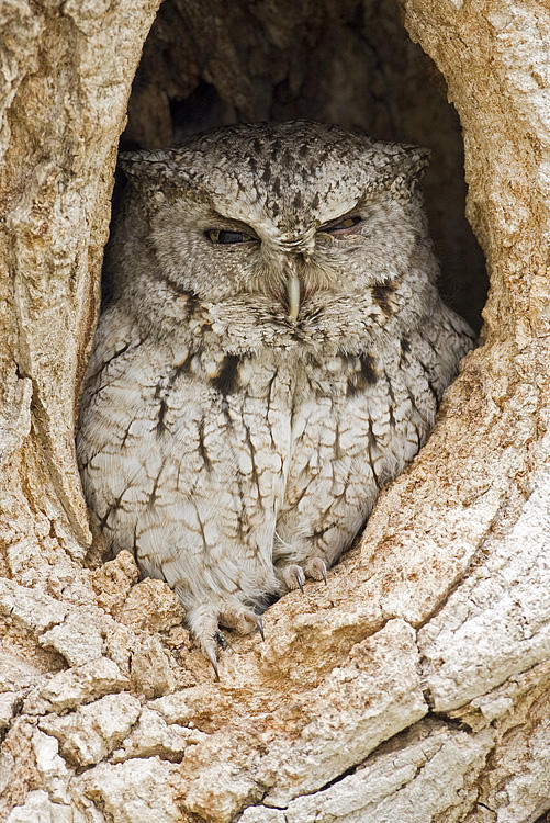 eastern screech-owl 051709IMG_8176