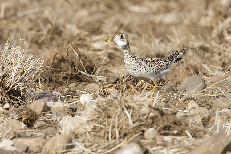upland sandpiper 051709IMG_8522