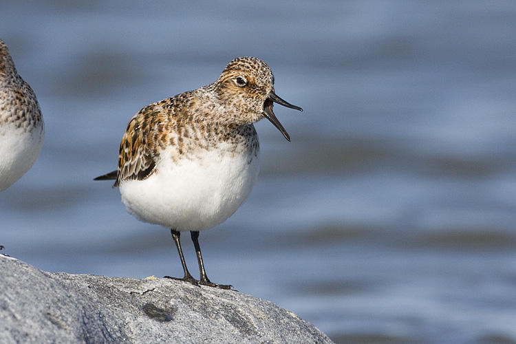 sanderling 052209IMG_9167