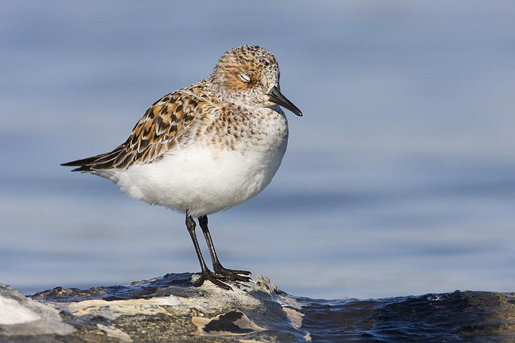 sanderling 052209IMG_9311