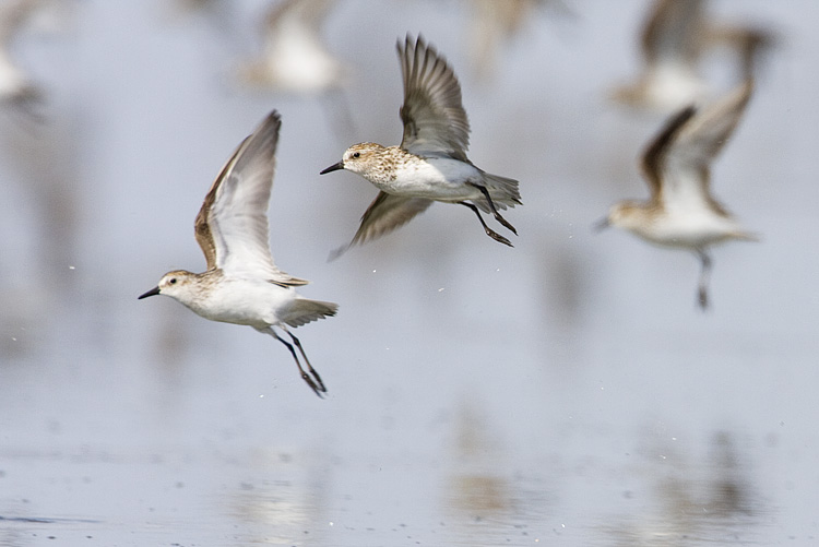 semipalmated sandpiper 052309IMG_0683