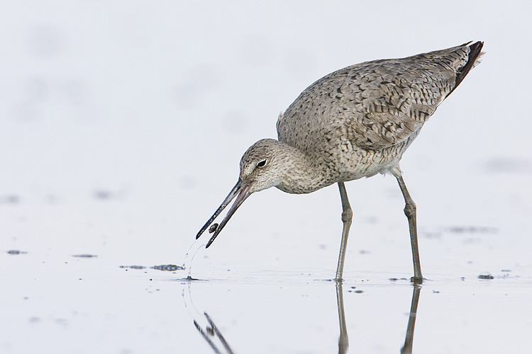 willet 052309IMG_0903