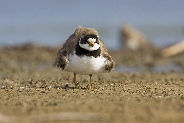 semipalmated plover 052409IMG_2647