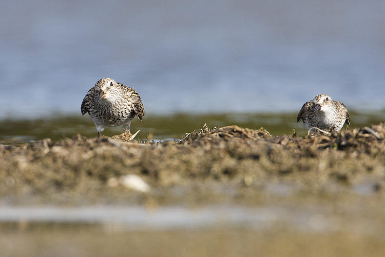 white-rumped (left) & semipalmated sandpipers 052409IMG_2628
