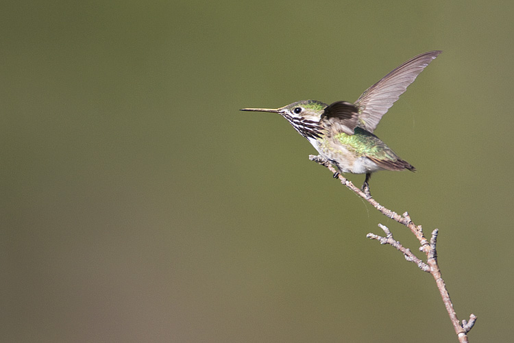 calliope hummingbird 053009IMG_5019