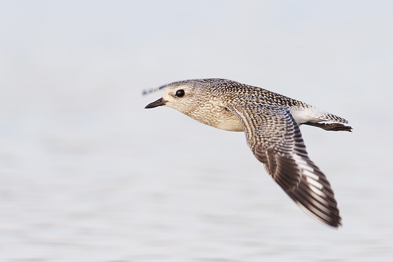 black-bellied plover 091509_MG_4552