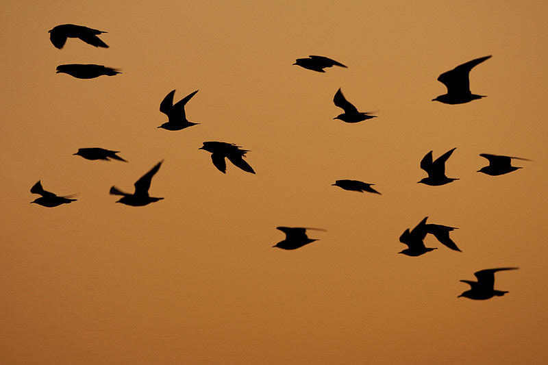 gull silhouette 091109_MG_2985