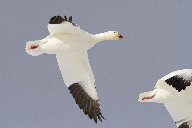 snow goose 101209_MG_7515